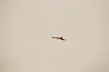 mavi gökyüzü ile uçan kartal