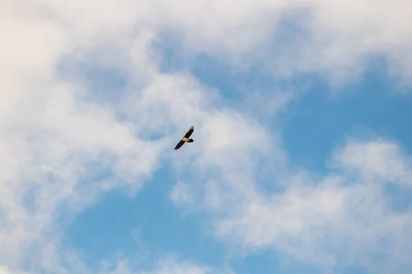 Adelaar Vliegt Met Blauwe Lucht — Stockfoto