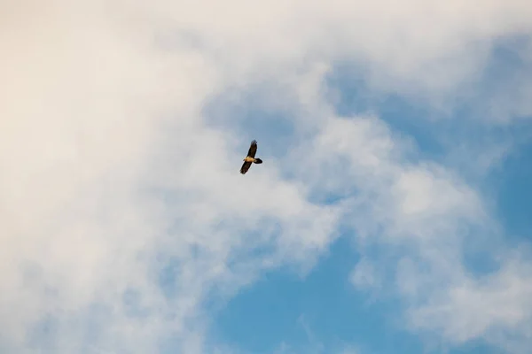 Adelaar Vliegt Met Blauwe Lucht — Stockfoto