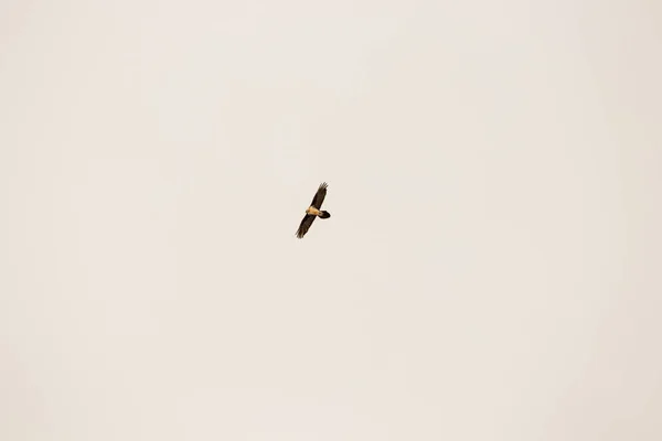 Águia Voando Com Céu Azul — Fotografia de Stock