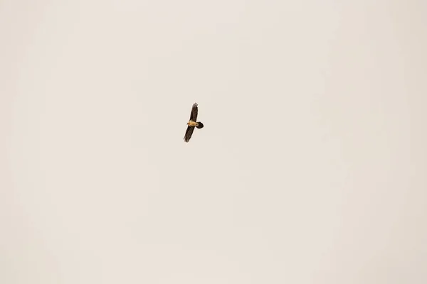 Águia Voando Com Céu Azul — Fotografia de Stock