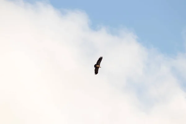 Aquila Che Vola Con Cielo Blu — Foto Stock