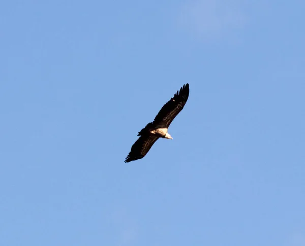 Águila Volando Con Cielo Azul — Foto de Stock