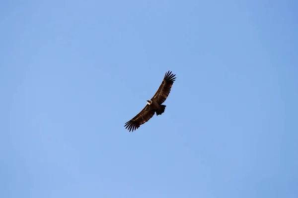 Aquila Che Vola Con Cielo Blu — Foto Stock