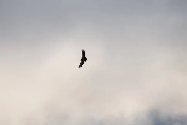 Águila Volando Con Cielo Azul — Foto de Stock