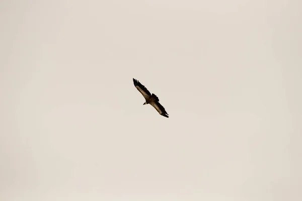 Águila Volando Con Cielo Azul — Foto de Stock