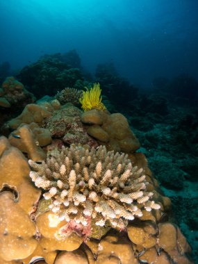 Deniz altında mercan