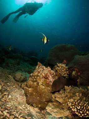 Deniz altında mercan