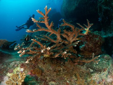 Deniz altında mercan