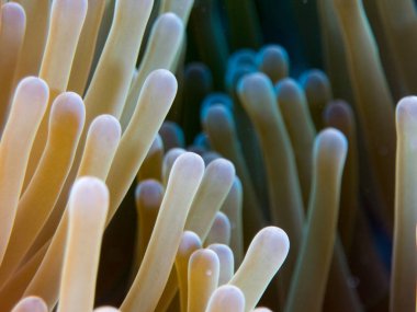 Deniz altında mercan