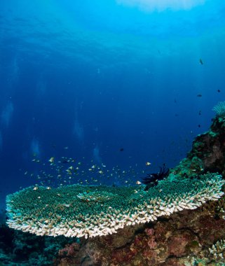 Deniz altında mercan