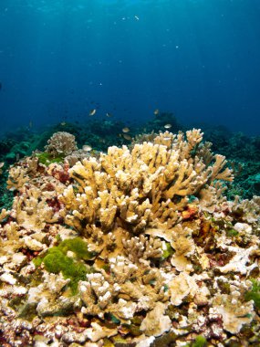 Deniz altında mercan