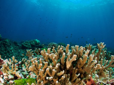 Deniz altında mercan