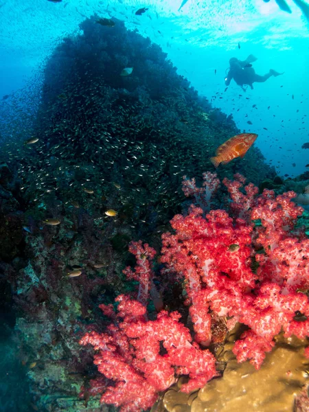 Koral Morzu — Zdjęcie stockowe