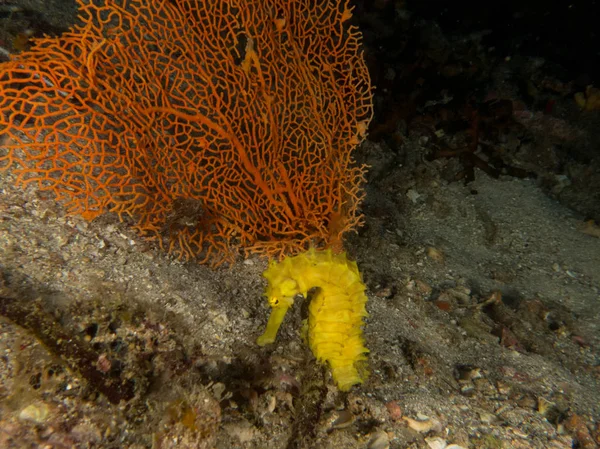 Korallen Unter Dem Meer — Stockfoto