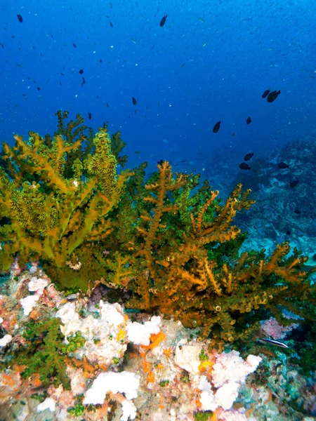 Coral Bajo Mar —  Fotos de Stock