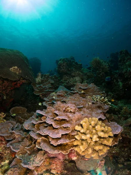 Coral Bajo Mar —  Fotos de Stock