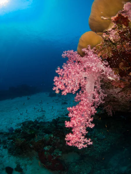 Koraal Onder Zee — Stockfoto