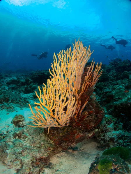 Coral Sea — Stock Photo, Image