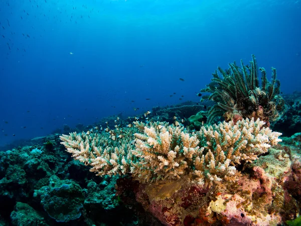 Coral Bajo Mar —  Fotos de Stock