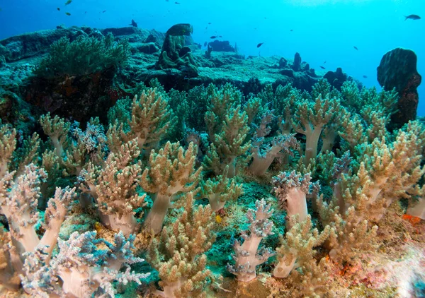 Korallok Tenger Alatt — Stock Fotó