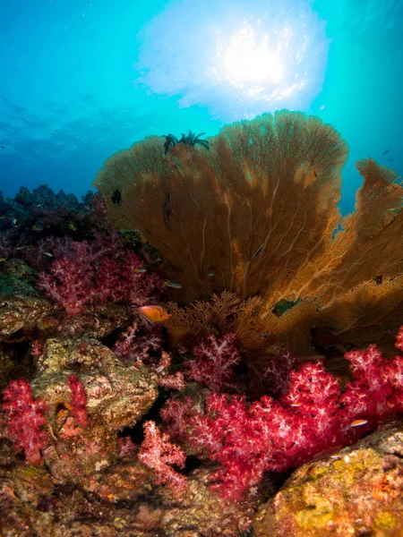 Coral Sob Mar — Fotografia de Stock