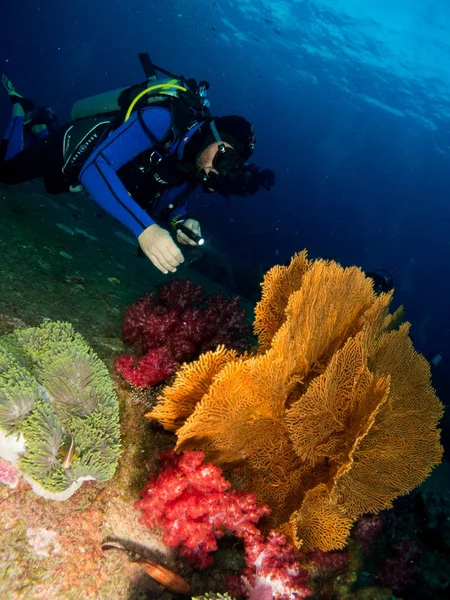 サンゴ海の下で — ストック写真