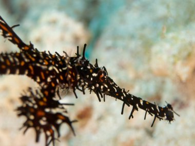 Denizatı içinde Akdeniz