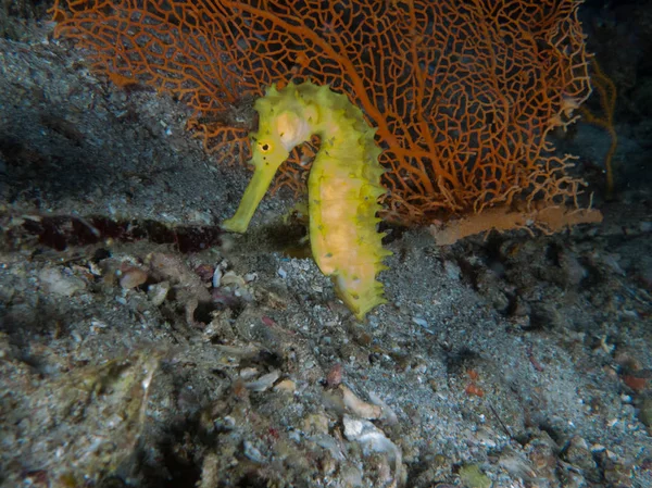 Seahorse Mediterranean — Stock Photo, Image