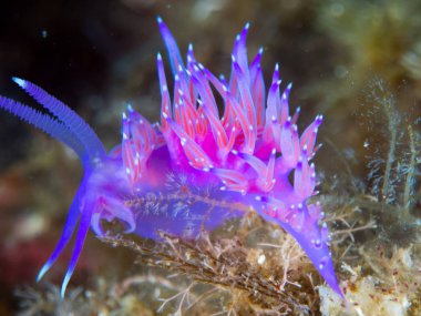 Nudibranchs ortamlarında