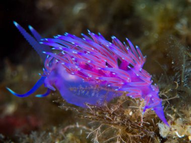Nudibranchs ortamlarında