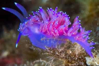 Nudibranchs ortamlarında