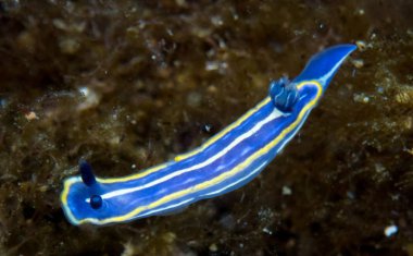 Nudibranchs ortamlarında