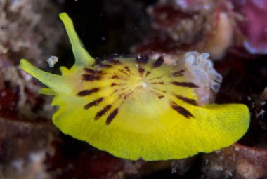 Nudibranchs ortamlarında