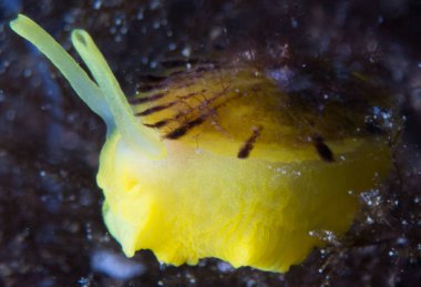 Nudibranchs ortamlarında