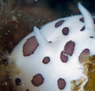 Nudibranchs ortamlarında