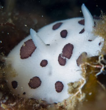 Nudibranchs ortamlarında