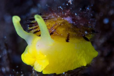 Nudibranchs ortamlarında