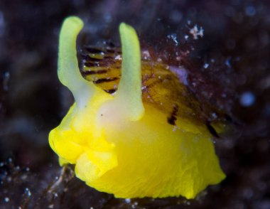 Nudibranchs ortamlarında