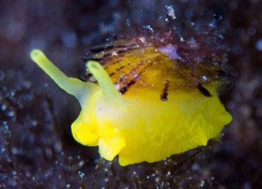 Nudibranchs ortamlarında