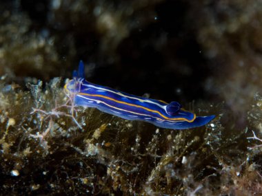 Nudibranchs ortamlarında