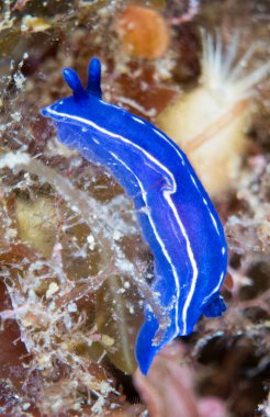 Nudibranchs ortamlarında