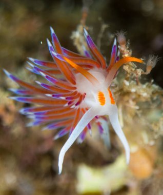 Nudibranchs ortamlarında