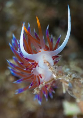 Nudibranchs ortamlarında