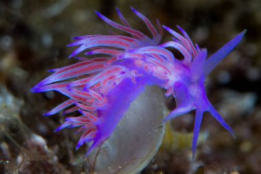Nudibranchs ortamlarında