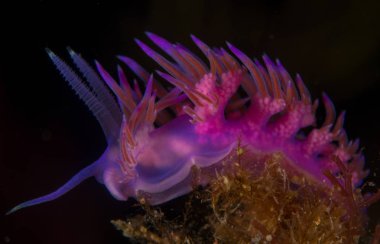 Nudibranchs ortamlarında