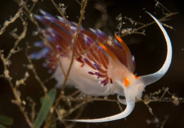 Nudibranchs ortamlarında