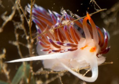 Nudibranchs ortamlarında