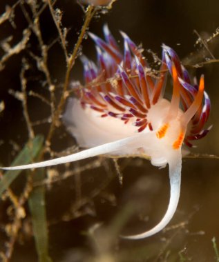 Nudibranchs ortamlarında