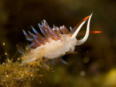 Nudibranchs ortamlarında